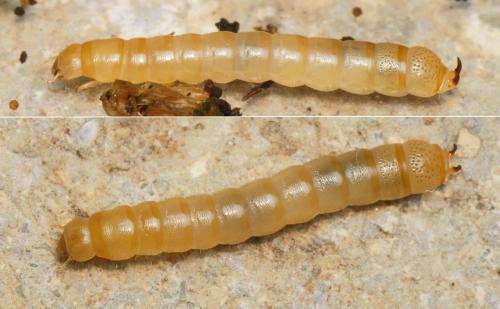 Nalassus dryadophilus